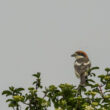 Pie-grièche à tête rousse en Crau